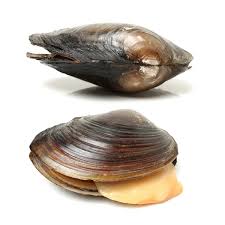 Anodonta