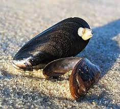 Mytilus
