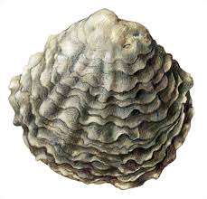 Ostrea