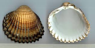 Cardium