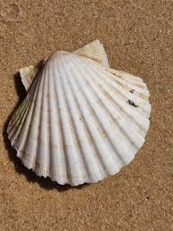 Pecten