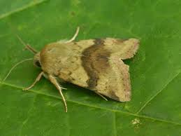 Heliotis