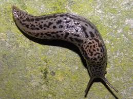 Limax