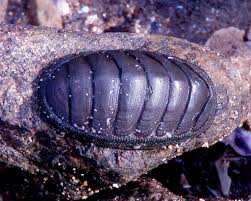 Chiton