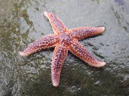 Asterias