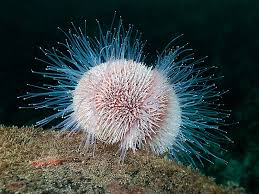 Echinus