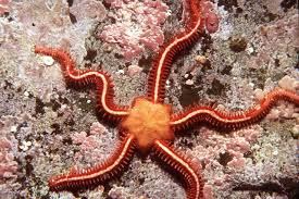 Ophiothrix