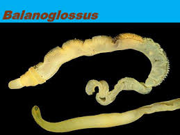 Balanoglossus