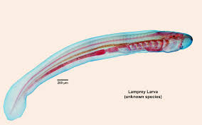 Ammocoete Larva
