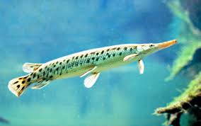 Lepidosteus