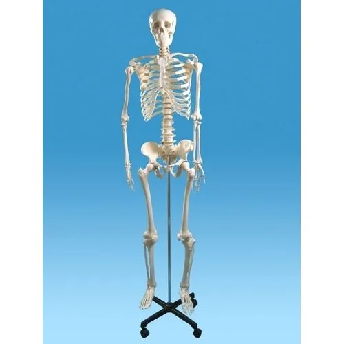 Articulated Skeleton set Full Size with Stand