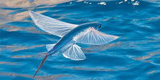 Exocoetus
