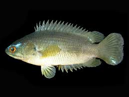 Anabas