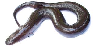 Amphiuma