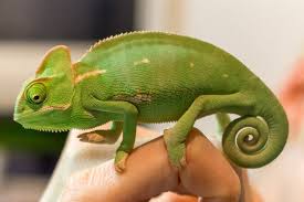 Chamaeleon