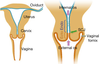 Cervix uteri variation model