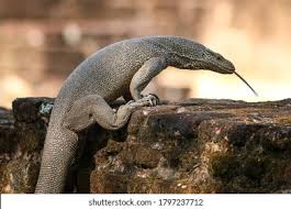 Varanus