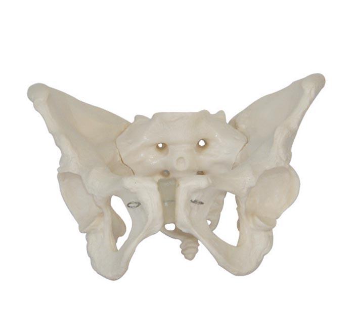 Adult female pelvis