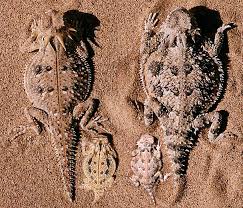 Phrynosoma