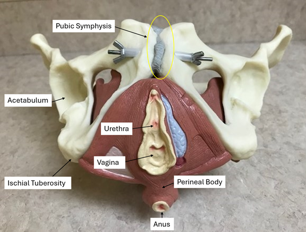 Female Pelvics muscles and organ