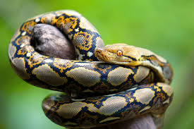 Python