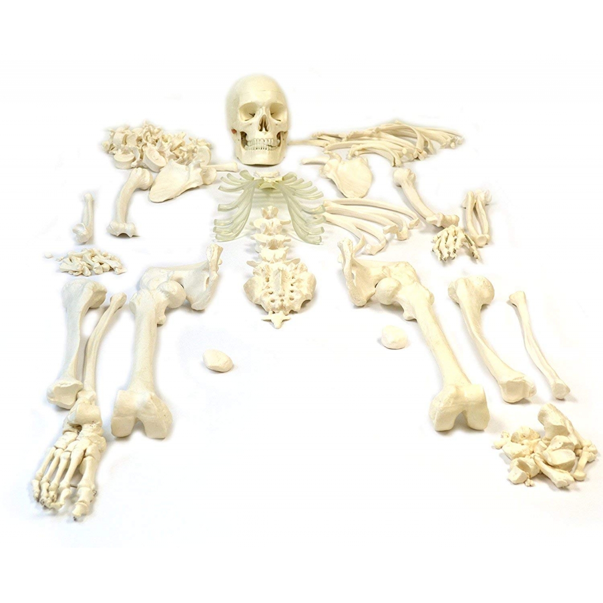 30-Bones20Dis-articulated20sets205BBone20Set5D
