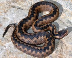 Vipera