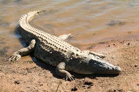 Crocodiles
