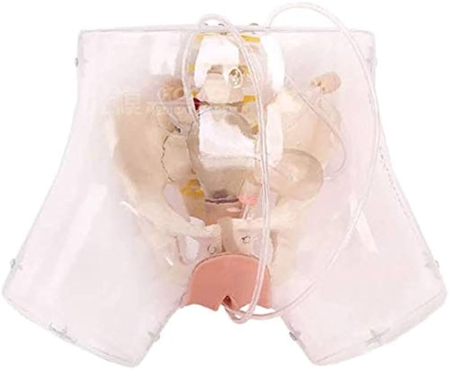 Transparent Female Urethral Catheterization Simulator