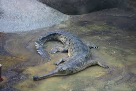 Gravialis
