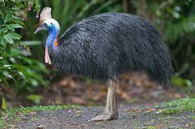 Aves- Casuarious