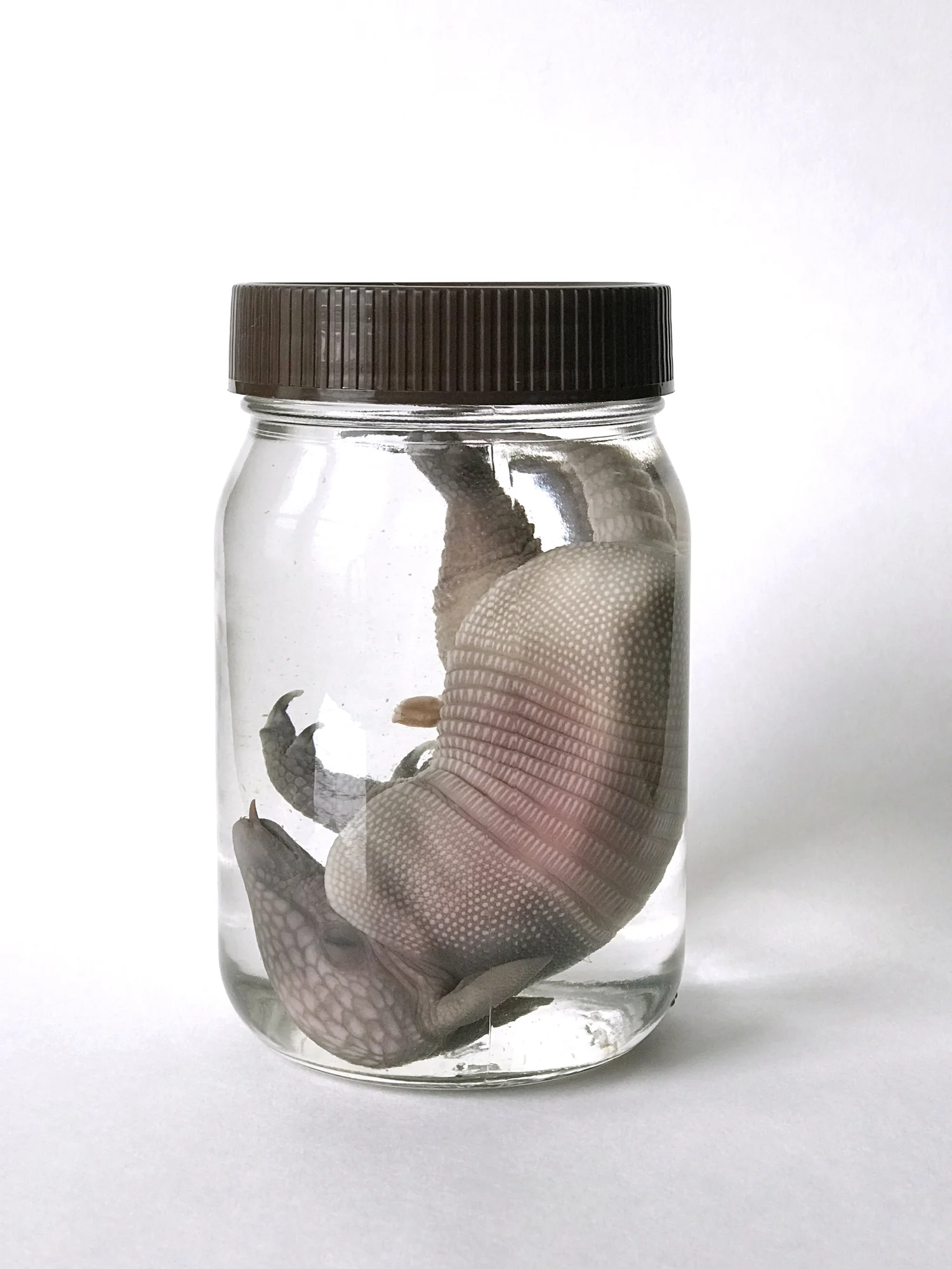 Specimen Wet OF ORGANS OF ANIMALS