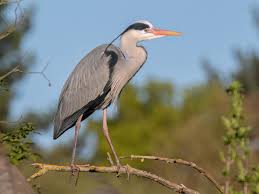 Ardea