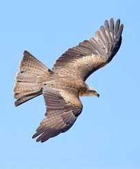 Milvus