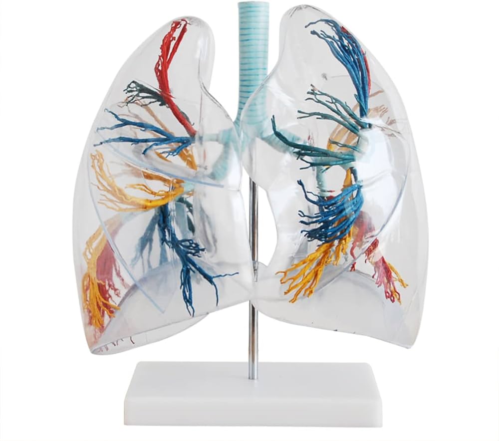 Model of the Transparent Lung Segment