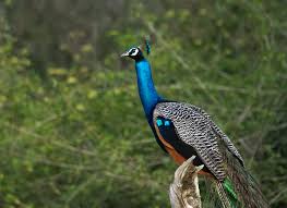 Pavo
