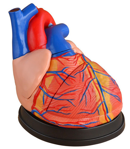 Jumbo Heart Model