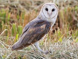 Tyto