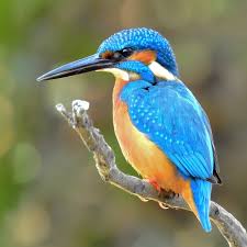 Alcedo