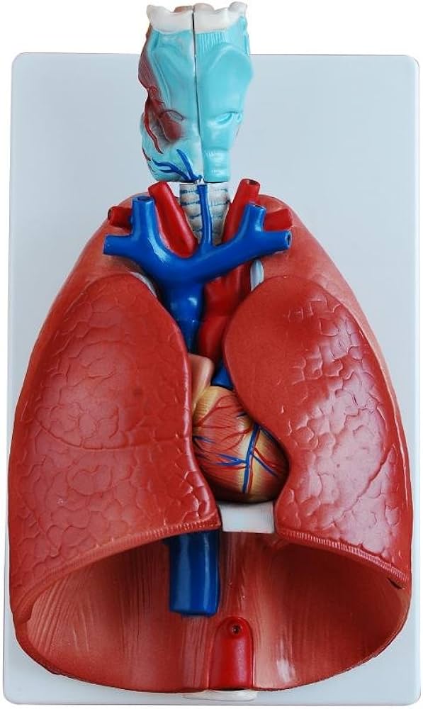 Larynx heart & Lung Model