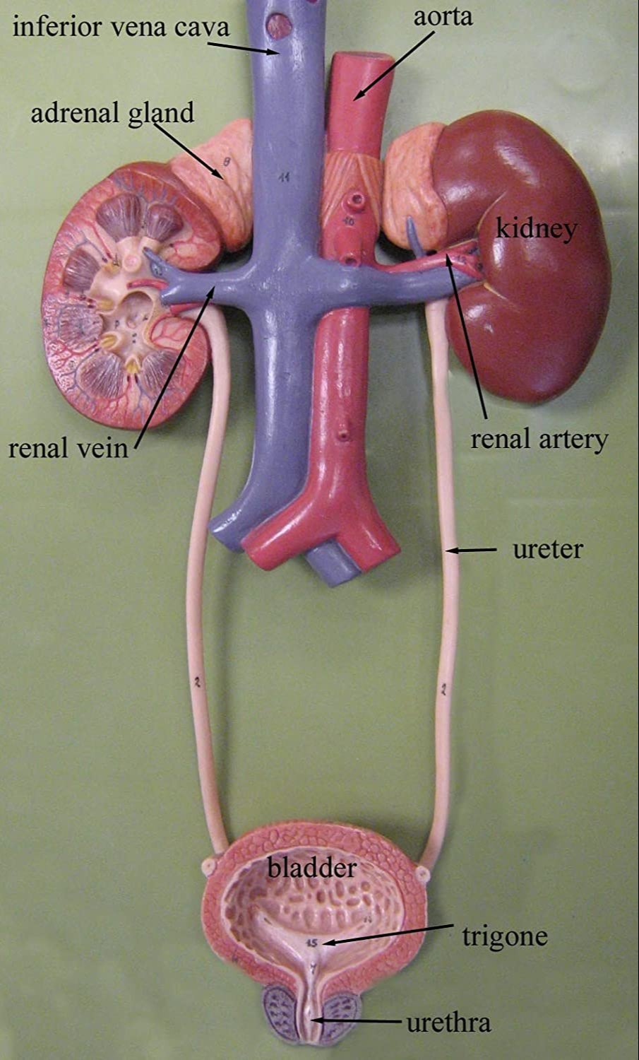 Human Excretory System