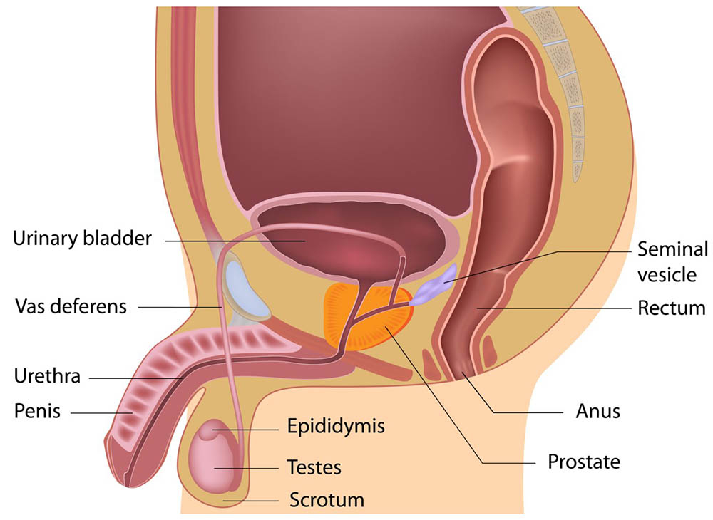 Male Urogenital System
