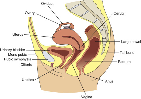 Female Urogenital System