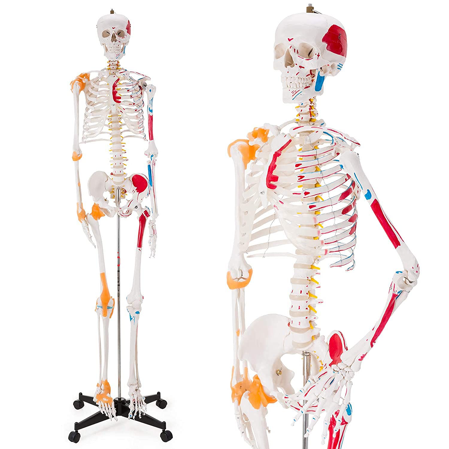 Life Size Skeleton with Muscles & Ligaments(180cm)