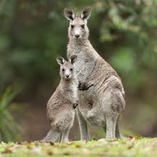 Macropus