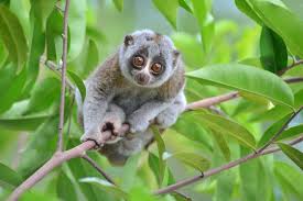 Loris