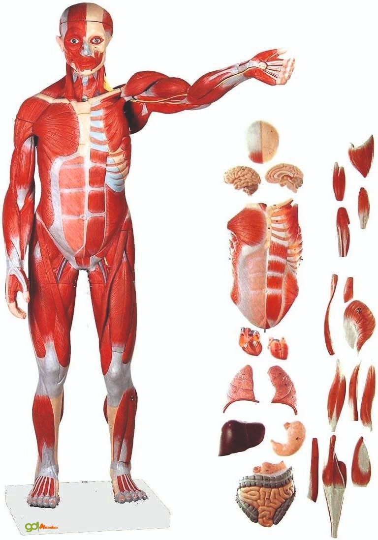 Muscles of Male with Interal Organs