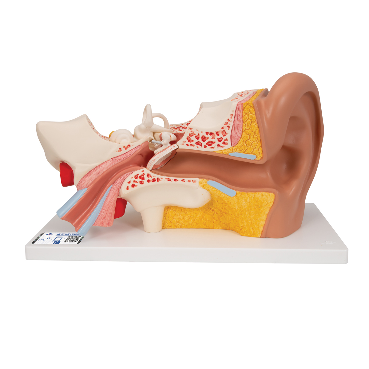 Ear Model