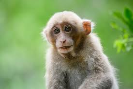 Macaca