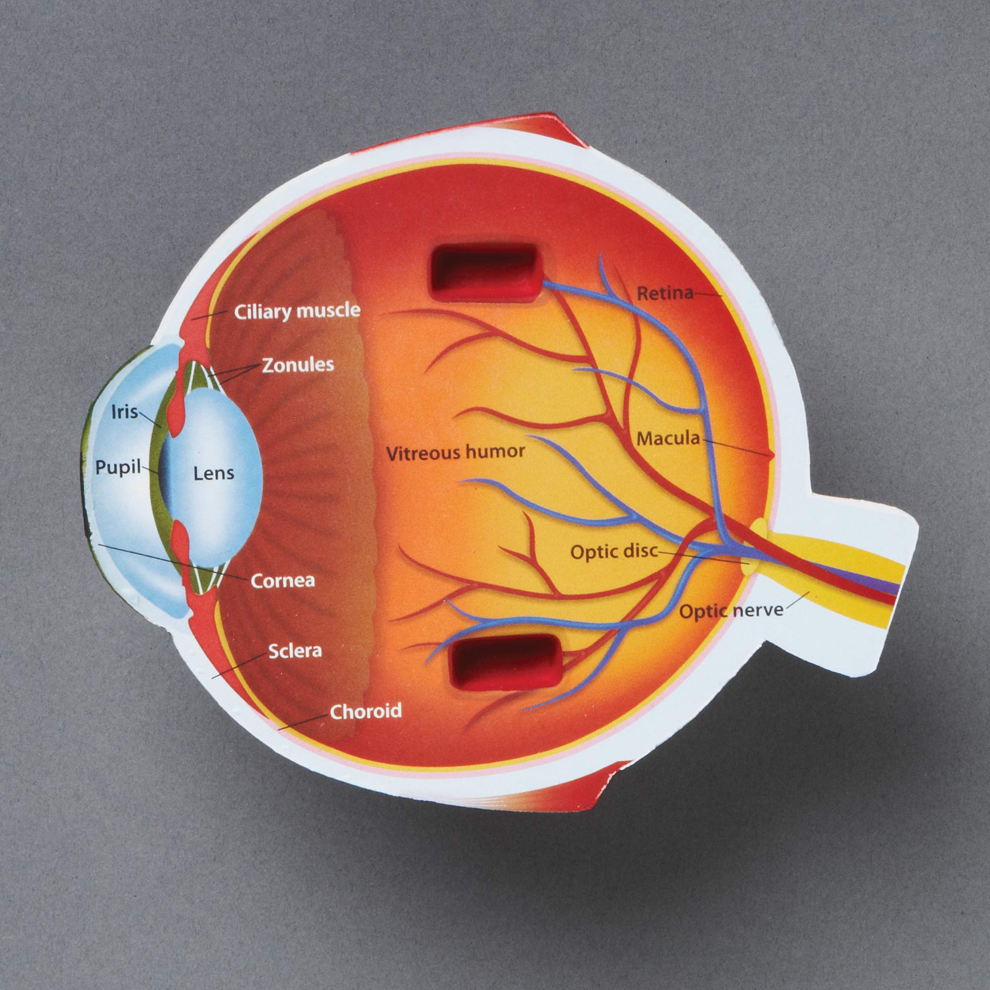 Eye Model